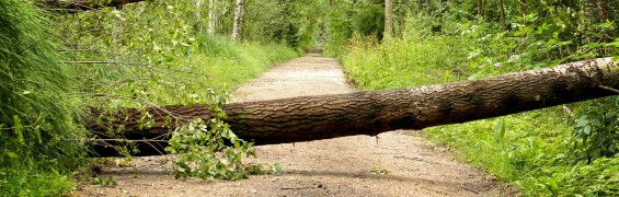 Tree blocking path
