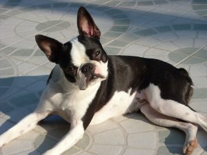 Small black and white dog